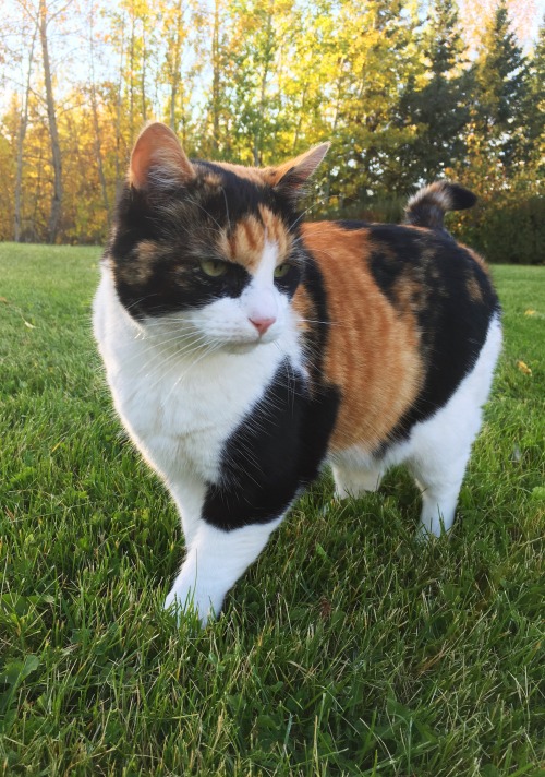 airyairyquitecontrary:onderon:nothing better than hanging out with your cats on a crisp fall evening