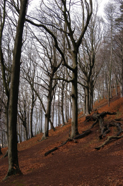 mistymorningme:  The Woods Behind Castle Coch by Stuart Herbert