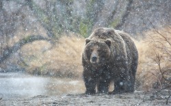 fridaybear:  Winter is here, pals. Stay cozy.You know what else is here? THE WEEKEND.Enjoy yours and have an excellent Friday.