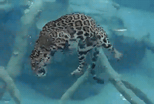 gifsboom:  Video: jaguar eating underwater  WTF?  They SWIM?