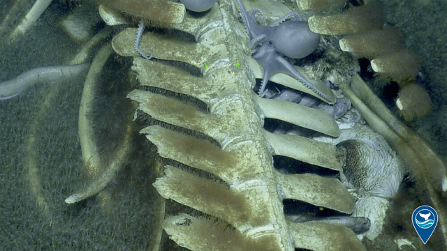 During an expedition to Davidson Seamount in October 2019, a new species of bone-eating Osedax worm was discovered on the carcass of a dead whale. When found in great numbers, the worms look like a pink, fuzzy carpet covering the whale’s bones.