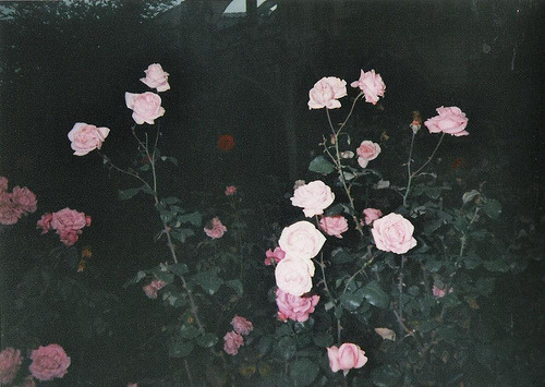 my-fuckedup-won-der-land:  ✥✝Grunge/Disp☹sable✝✥