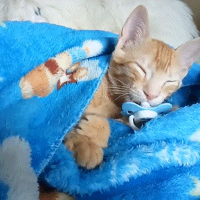 Cat With Paci