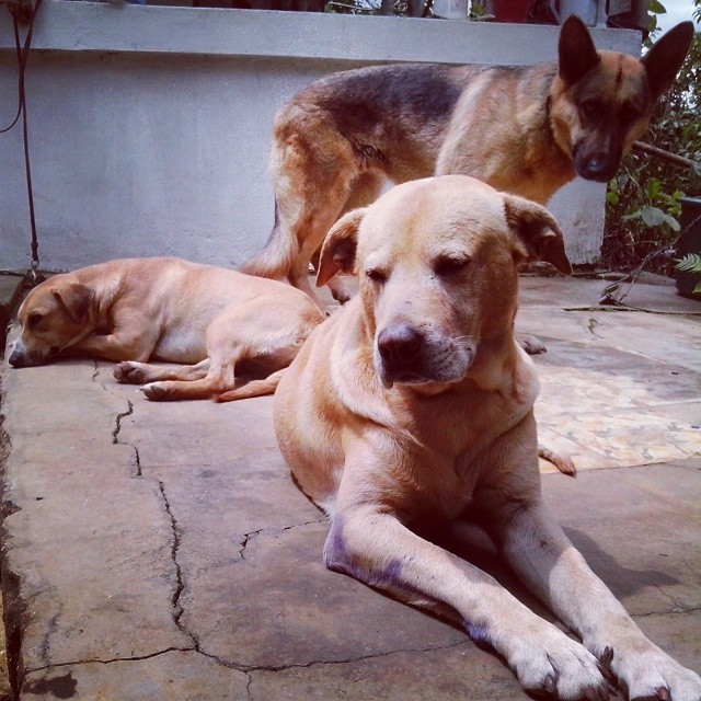 Con mis niñ@s en estos calores #dogs #dog #perros #perras #pastoraleman #germansheperd