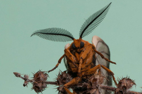 honeymushroom: Ghostly Silkmoth (Ceranchia apollina)