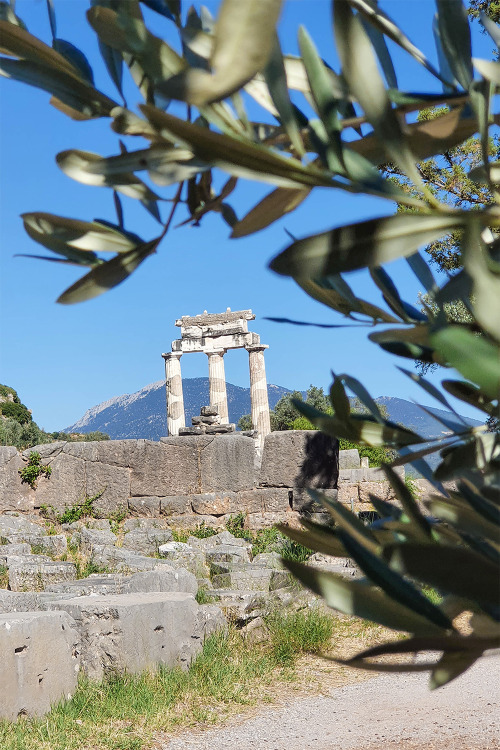 Ruins of The Tholos of Delphi with three columns standing at the Sanctuary of Athena Pronaia in Delp