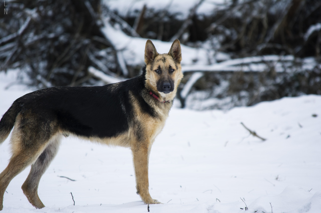 handsomedogs:  Snow Days