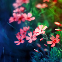blooms-and-shrooms:  . by BaxiaArt 