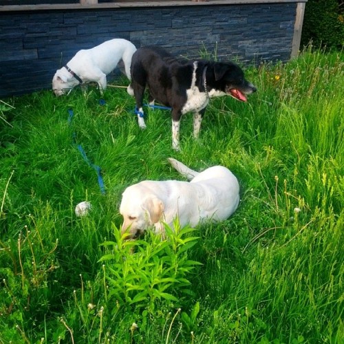 Here at #EhBrewery we take great pride in both our home brews and our natural lawn mowing. #homebrew