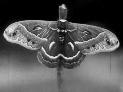 nitratediva:From “The Turning of the Worm,” a 1920s nature film about the silkworm