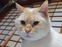 straycatj:snarpreplies:sylvansie:straycatj:ねんまつをむかえるにあたり 皆さんに言っておきたいことは…オレはつねにしょうじをやぶっているわけではないのです。たまにです。た、ま、に！At the