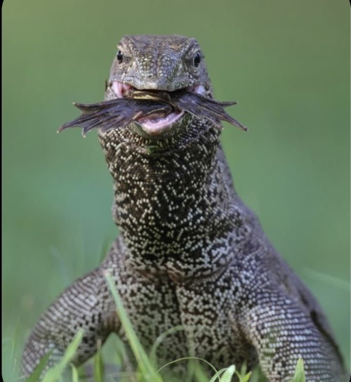 Komodo Dragons Have A Specialized Serrated Teeth Structure That Allows Them To Tear Apart Their Prey