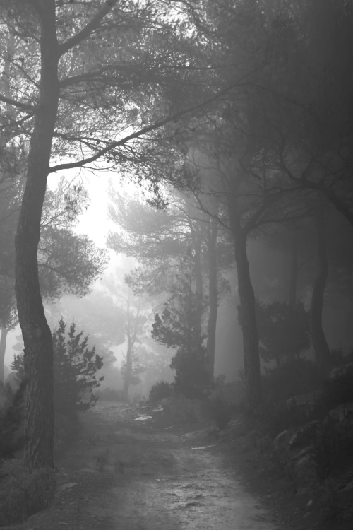 euph0r14:  magic forest | by MagdaDJM | http://ift.tt/1v8GZtz