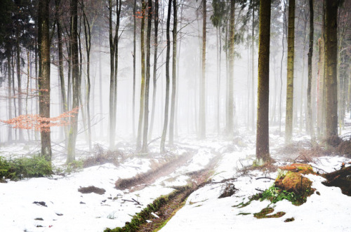 bramphotography:Misty forest of Sauerland