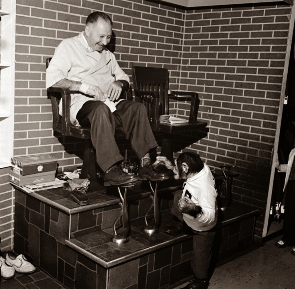 Zippy the chimpanzee polishes bootblack Tony Finizza&rsquo;s shoes while Tony