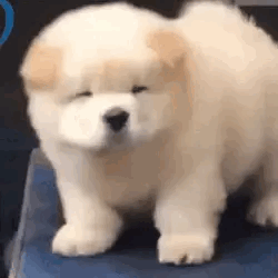 💛doggo Location Phone Guy Stimboard🐕