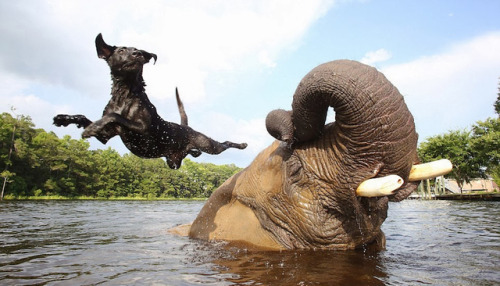 Bubbles (the African elephant) and Bella (the black labrador) are inseparable friends♥&hearts