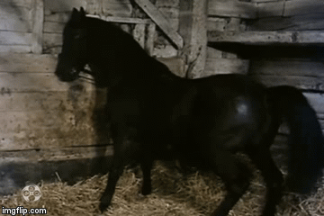 breeding horses gif