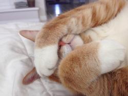 cute-overload:  My cat Boohttp://cute-overload.tumblr.com