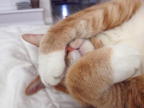 cute-overload:  My cat Boohttp://cute-overload.tumblr.com adult photos