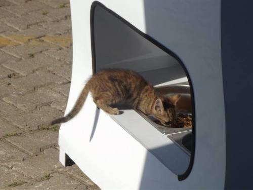 shadesofamethyst:  lickystickypickyshe:  The Turkish company Pugedon has recently introduced a vending machine that’s an innovative way to help both the environment and our furry friends. It releases food for the city’s stray dogs and cats every time