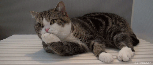 thebabyanimals:  beautiful blog full of baby animals!