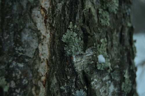 How i like lichen and moss.