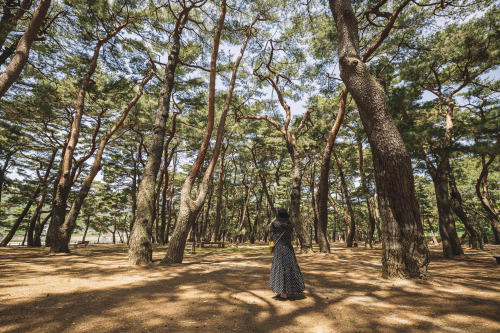 2022-05-15Hadong Pine Forest ParkCanon EOS R3 + RF15-35mm f2.8L ISInstagram  |  hwantastic79vivid