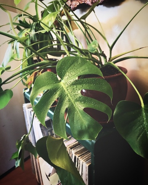 Monstera.