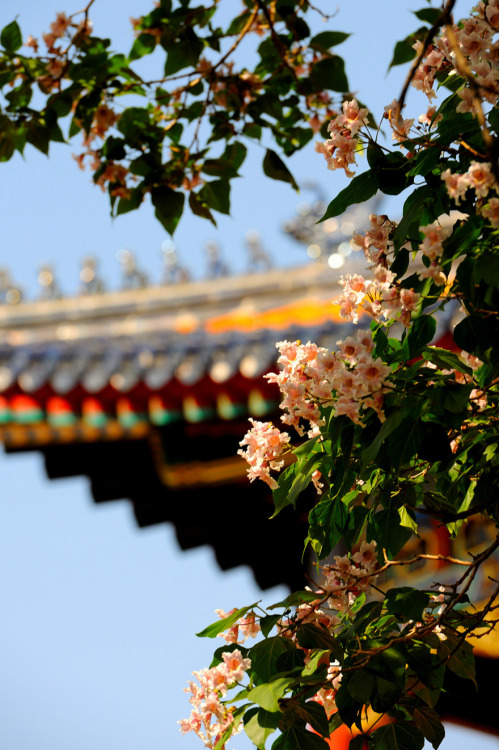 Blossoms of Catalpa bungei in the Forbidden City. 故宫博物院