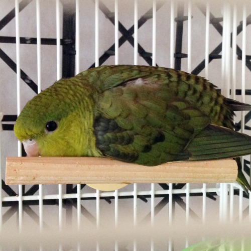 Yomogi the parakeet taking a nap