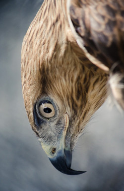  Persian gold eagle by Sina salimi 