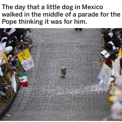 grande-order:catwithbenefits:hand:it WAS for himParade for little dog, feat. Pope