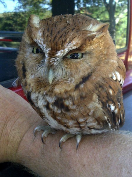 toweringstark:
“ justamus:
“ cute-overload:
“ My Uncle forgot to roll up the window to his truck, and we found this little guy inside.
”
He hates you.
He hates everything.
But especially you.
”
that owl is almost entirely head. Head and hatred.
”