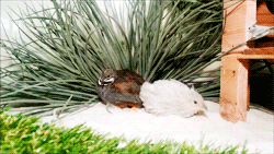 ashycat:  fat-birds:  Peep and Peep Peep enjoying a sand bath in the sun.  One of my favorite bird species - other than owls and other birds of prey. Is the Quail. They’re such adorable creature.