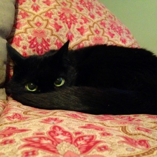 ideal-fatalist:  ice-sandwiches:  It looks like a cat version of Toothless.  Clawless 