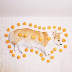 corgi-addict:  Tangerine Corgi (Inspired