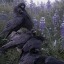 birthingcrows