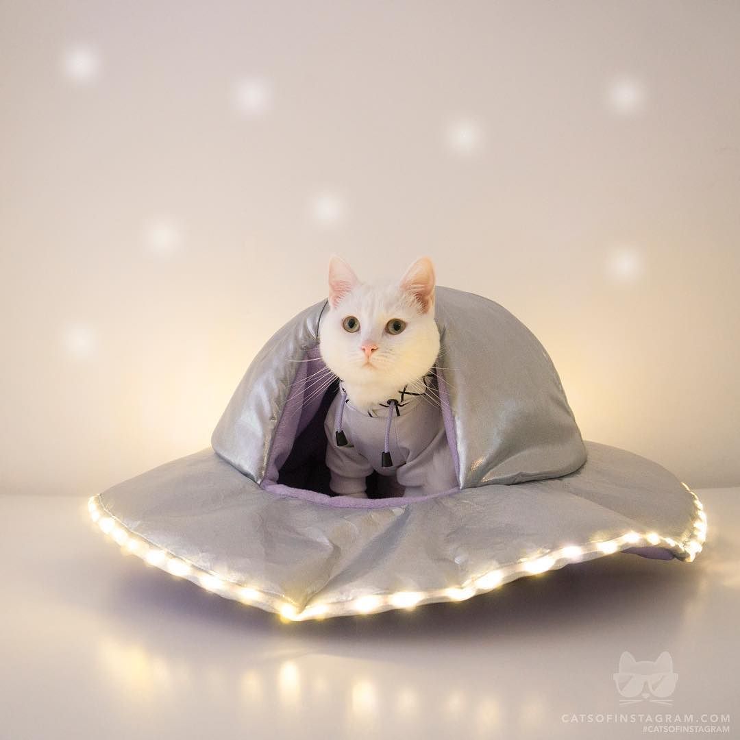 catsofinstagram:  From @zappa_the_cat: “Zappa from Space✨👽” #twitterweek