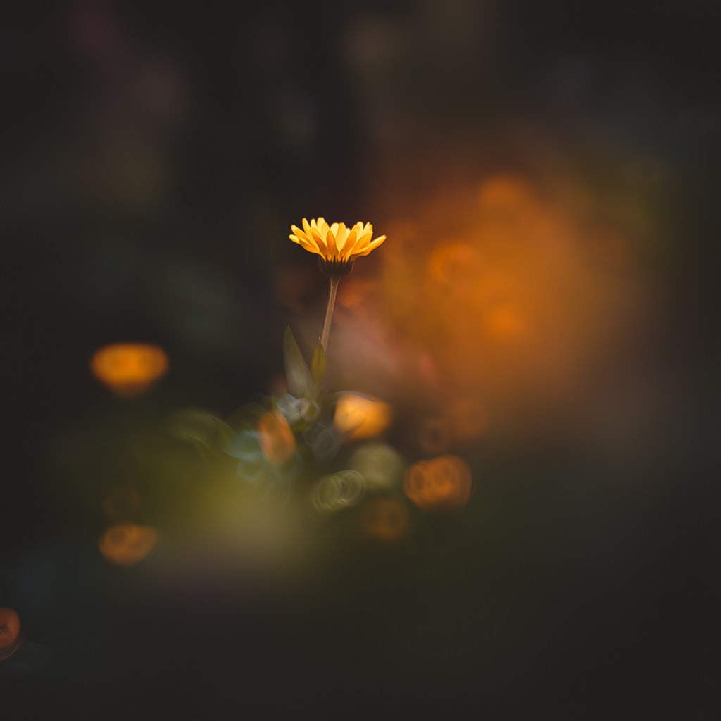 drxgonfly:  Yellow (by  Kristina Manchenko)