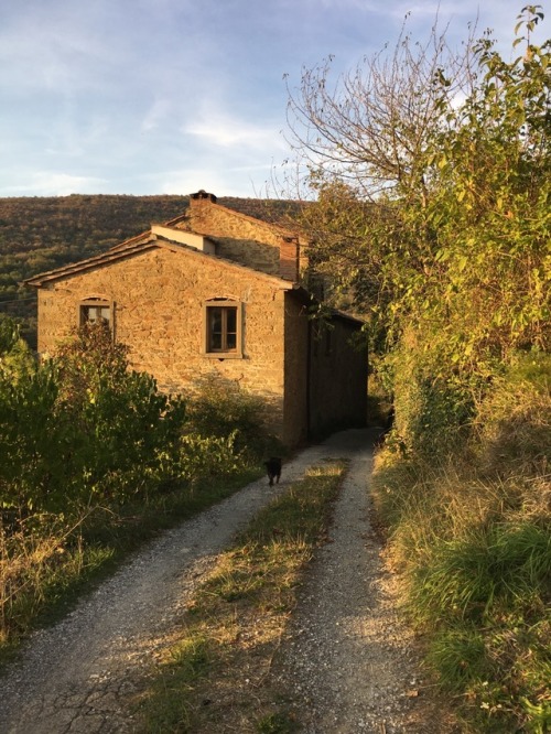 lesfleursdanslacampagne:Farmlands in Tuscany