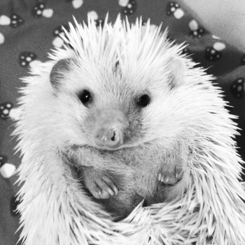 hedgehogsofasgard: Back home… Finally after 2 weeks, some cuddle time!