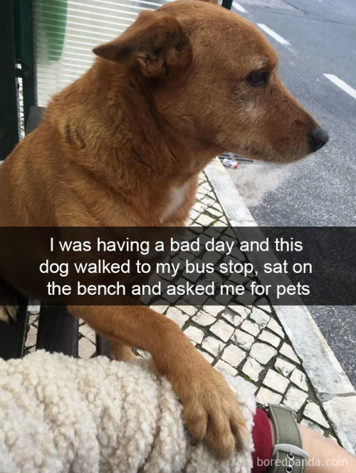 Dog snaps (via)