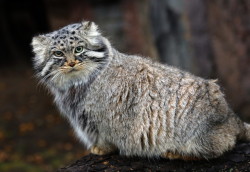 mostlycatsmostly:  The Pallas Cat.   (via