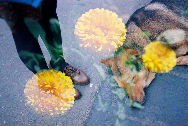 Happy Feet Friday! on Flickr.
Via Flickr:
• Camera: Nikon FM
• Film: Kodak Ektar 100
• Blog | Tumblr