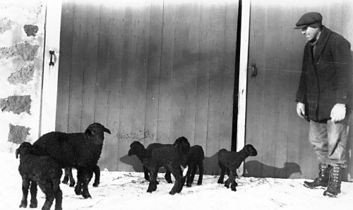 Cornfalfa Farms, New Berlin, Waukesha County, Wisconsin, 1915. Several  lambs and their mother stand