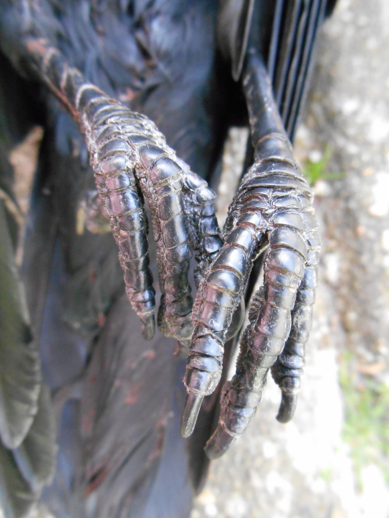 artofmaquenda:  There were some people interested in more views of the jackdaw legs,