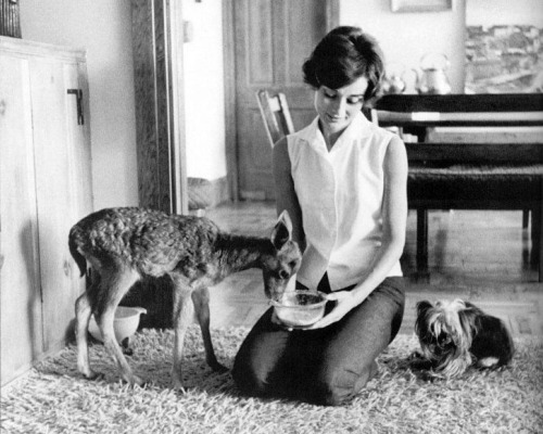 rareaudreyhepburn:  Audrey Hepburn at home with her pet deer, Ip, and her jealous Yorkshire Terrier, Mr. Famous, Beverly Hills, California, 1958.  Photographs by Bob Willoughby. Ip lived with Audrey weeks before filming Green Mansions, so that the two