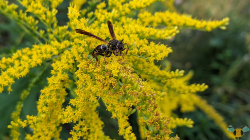 Northern Paper Wasp - Polistes fuscatusIt’s getting warmer and warmer with each new day in Toronto a