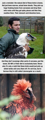 srsfunny:  These Birds Are So Metalhttp://srsfunny.tumblr.com/